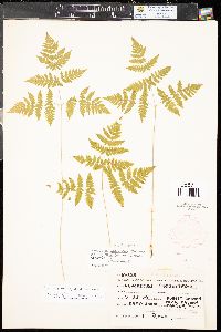 Gymnocarpium dryopteris image