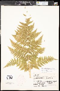 Dryopteris dilatata image