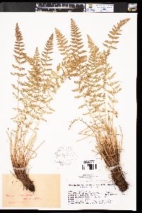 Woodsia scopulina image