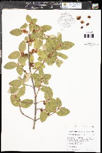 Shepherdia canadensis image