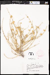 Ephedra torreyana image