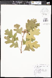 Quercus gambelii image