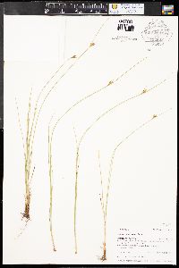 Juncus confusus image