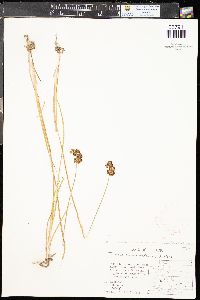 Juncus ensifolius var. montanus image