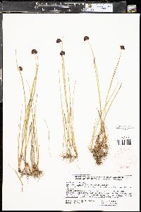 Juncus mertensianus image