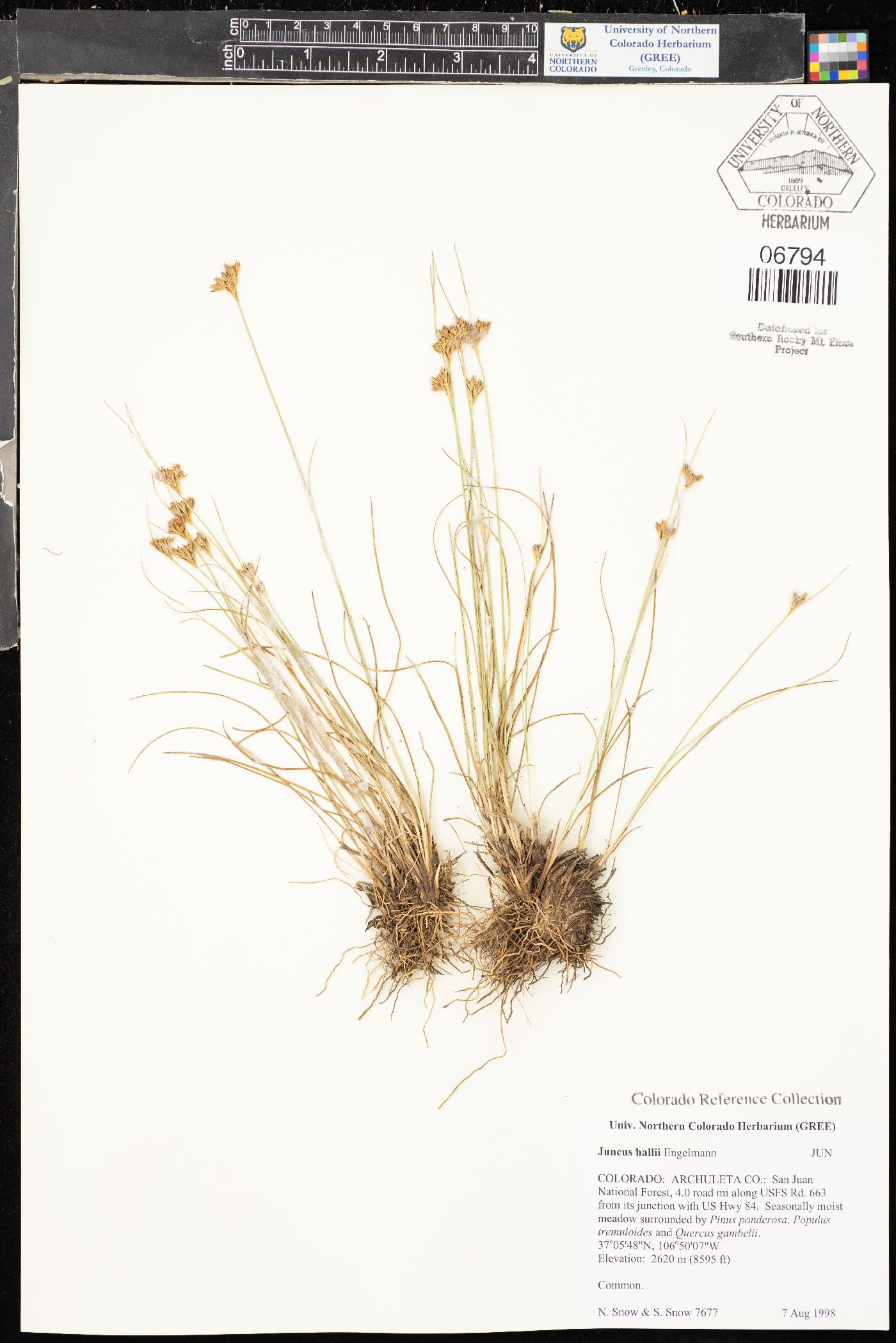 Juncus hallii image