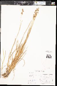 Juncus longistylis image