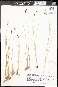 Juncus nevadensis image