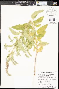 Teucrium canadense var. occidentale image