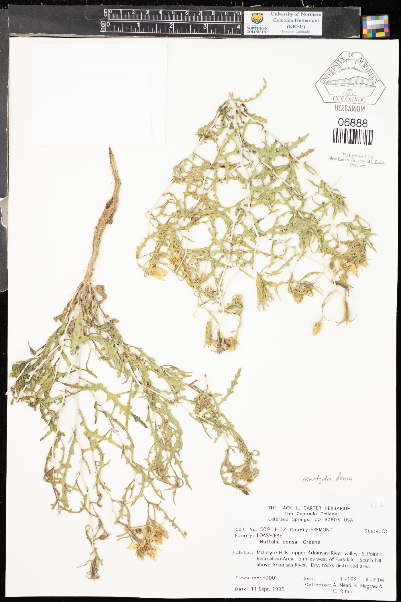 Nuttallia densa image