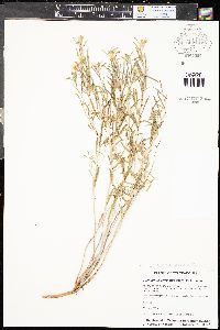 Oenothera serrulata image