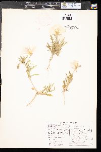 Oenothera albicaulis image