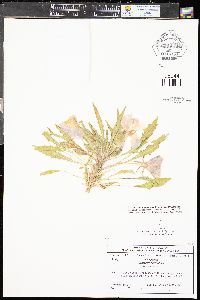 Oenothera harringtonii image