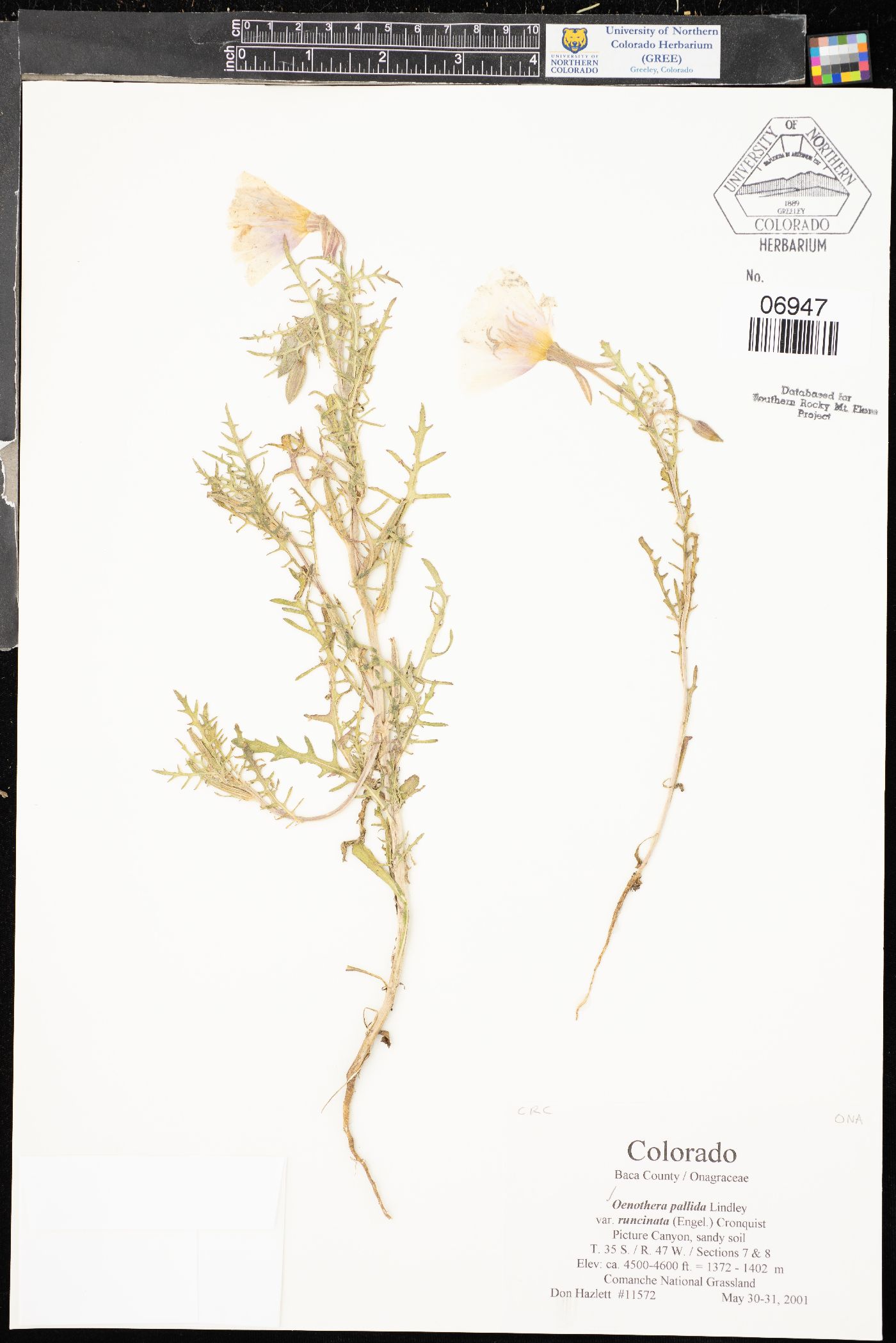 Oenothera pallida subsp. runcinata image