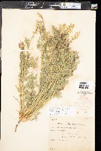 Corydalis aurea image