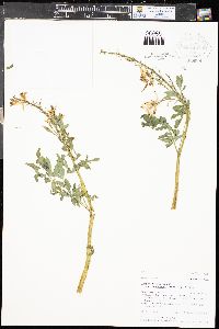 Corydalis caseana subsp. brandegei image