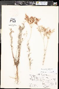 Eriogonum annuum image