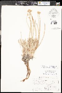 Eriogonum brandegei image