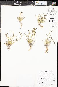 Eriogonum ephedroides image