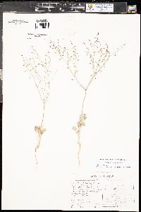 Eriogonum cernuum image