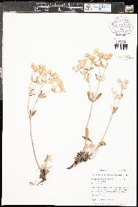 Eriogonum jamesii image