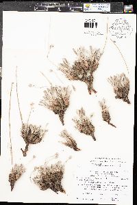 Eriogonum lachnogynum image