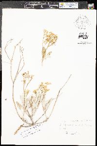 Eriogonum lonchophyllum image