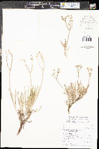 Eriogonum lonchophyllum image