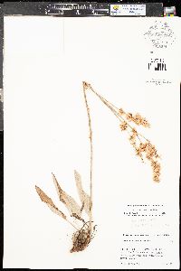 Eriogonum racemosum image