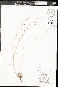 Eriogonum tenellum image