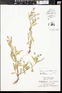 Persicaria bicornis image