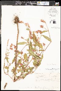 Persicaria bicornis image