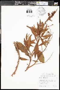 Rumex altissimus image