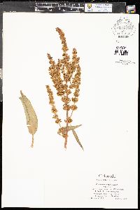 Rumex stenophyllus image