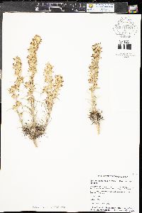 Ipomopsis spicata subsp. spicata image