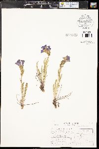 Polemonium viscosum image