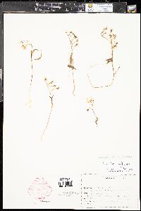 Claytonia lanceolata var. multiscapa image