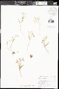 Claytonia rosea image