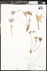 Pulsatilla patens subsp. multifida image