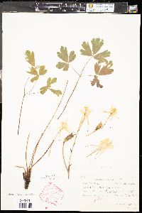 Aquilegia chrysantha image