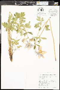 Aquilegia coerulea image