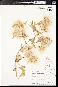 Clematis ligusticifolia image