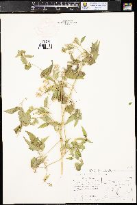 Clematis ligusticifolia image