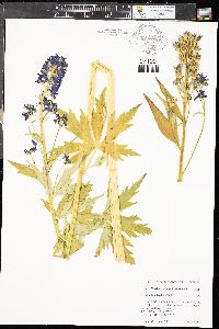 Delphinium barbeyi image