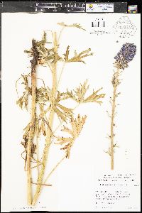 Delphinium occidentale image