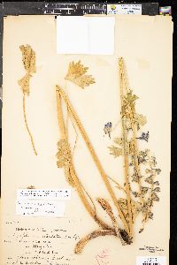 Delphinium ramosum image