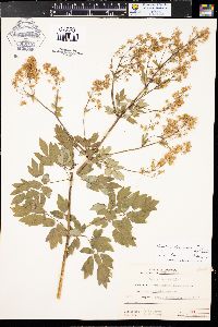 Thalictrum dasycarpum image