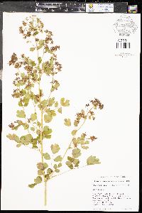 Thalictrum fendleri image