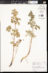 Thalictrum venulosum image