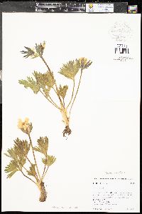 Trollius laxus image